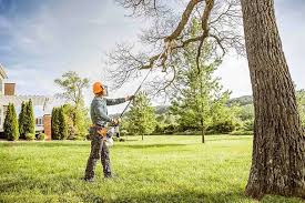 Best Root Management and Removal  in Nephi, UT