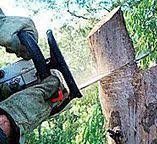 Best Hazardous Tree Removal  in Nephi, UT
