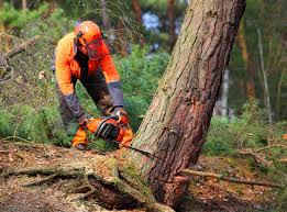 Best Tree Maintenance Programs  in Nephi, UT