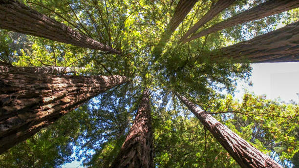 Best Tree Health Inspection  in Nephi, UT
