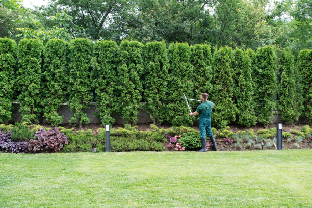 Best Tree Mulching  in Nephi, UT