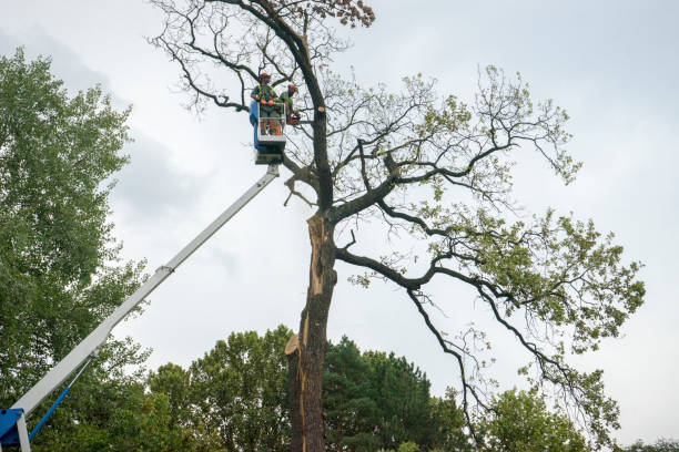Trusted Nephi, UT Tree Removal Experts