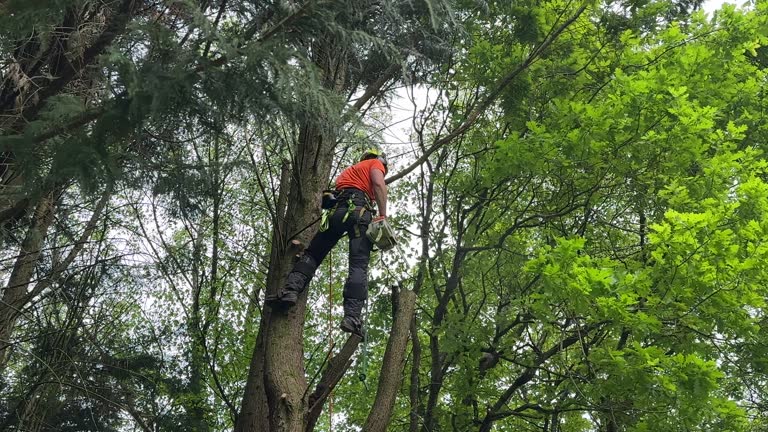 Best Fruit Tree Pruning  in Nephi, UT