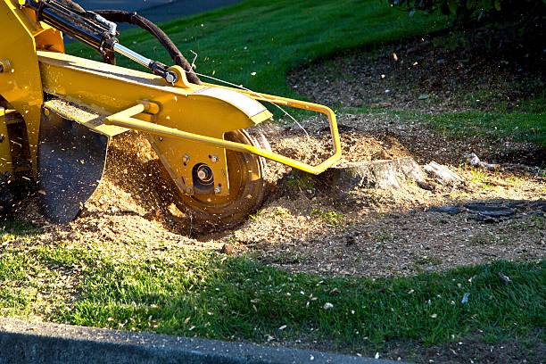 Best Root Management and Removal  in Nephi, UT