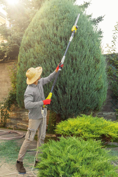 Best Lawn Disease Treatment  in Nephi, UT