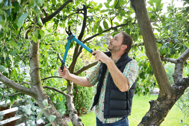 Best Fruit Tree Pruning  in Nephi, UT